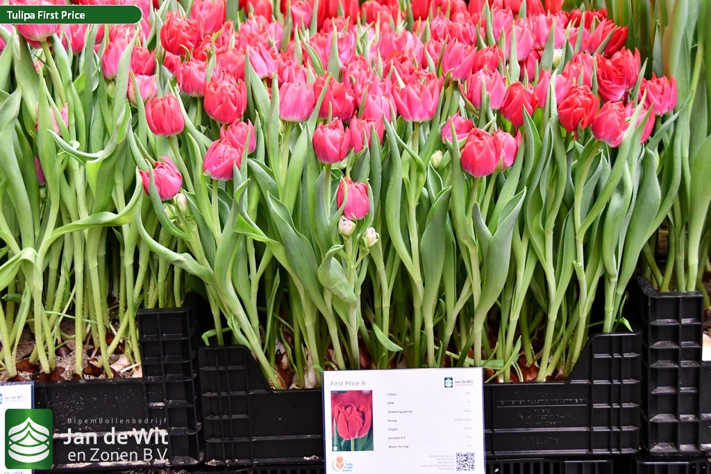 Купить оптом Tulipa Du First Price (Тюльпан Ду Ферст Прайс)